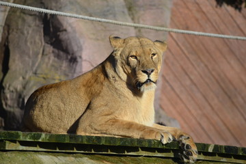 lioness in zoo