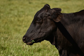 Black Cow Cattle Farm