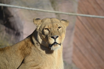 lioness closeup