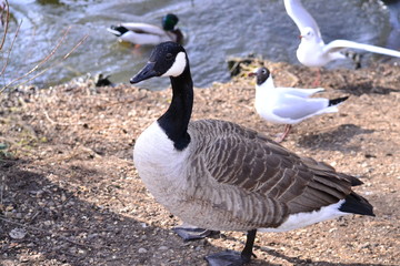canadian goose on lake