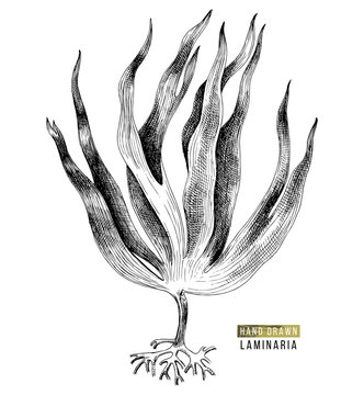 Hand drawn laminaria digitata seaweed