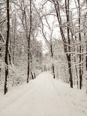 Road snow covered in winter snowy forest