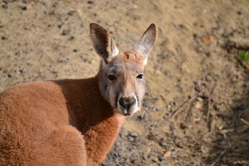 portrait of a red kangaroo