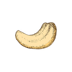 Hand drawn cashew nut isolated on white background
