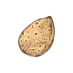 Hand drawn almond in shell