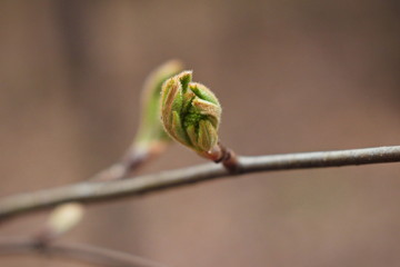 Macro close-up young beautiful green leaves blooming from buds on a branch. Spring concept. Natural background.