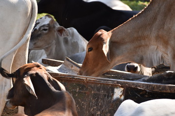 Obraz premium Cow Cattle Farm