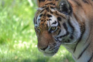 portrait of a tiger