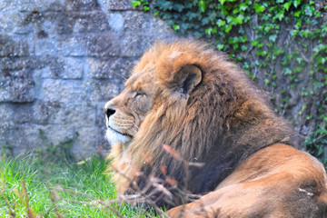 lion in rest