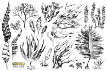 Hand drawn edible algae - obrazy, fototapety, plakaty