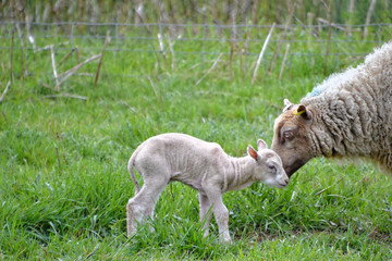 lamb on green grass with mum