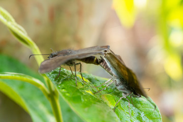 insecto