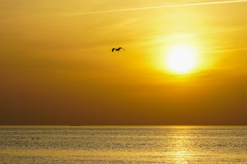 Silhouette of flying bird on sea sunset