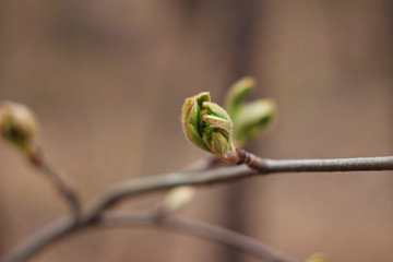 Macro close-up young beautiful green leaves blooming from buds on a branch. Spring concept. Natural background.