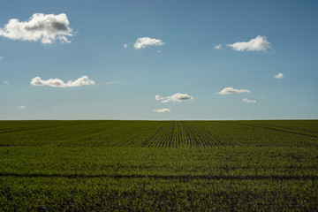 Simply field, clouds and sky.
