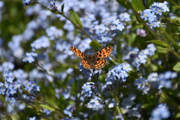 Vanessa cardui, Distelfalter, Edelfalter, Falter, Saugrüssel, Rüssel, Schmetterling, Lepidoptera,...