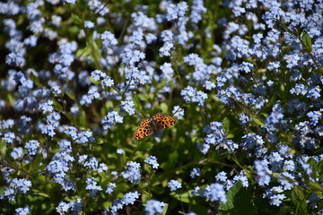 Vanessa cardui, Distelfalter, Edelfalter, Falter, Saugrüssel, Rüssel, Schmetterling, Lepidoptera,...