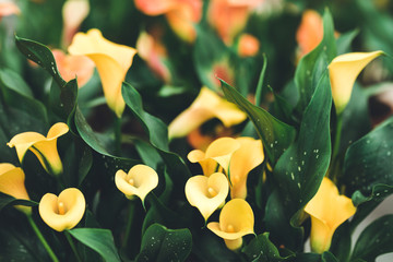 nature poster. blooming flowers