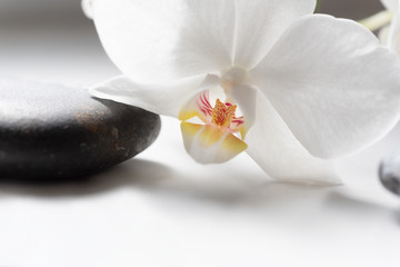 Obraz na płótnie Canvas Close up of a white orchid on black stone.