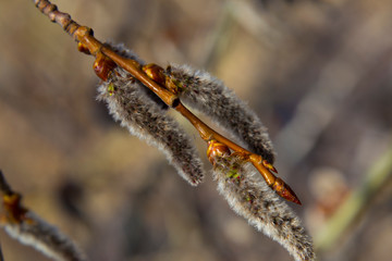 Aspen  branch with blooming catkins in forest