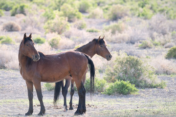 Two wild mustangs