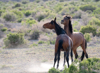 Two Horses Confronting Each Other