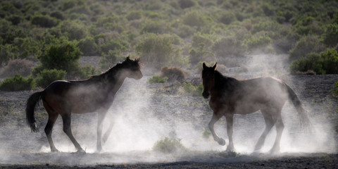Two Horses in a Cloud of Dust