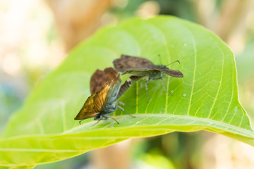 insecto