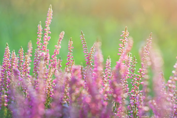 Heathers blooming in autumn on a sunny day