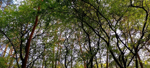 Wald