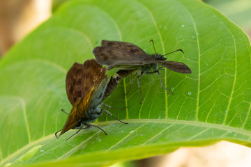 insecto