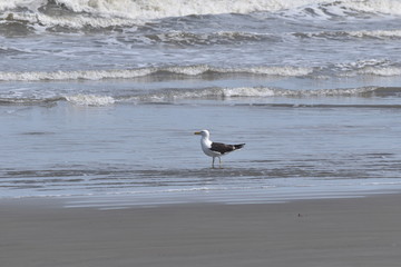 Seagull in the Beach