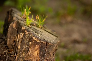 Grass grows through the old stump in the cracks