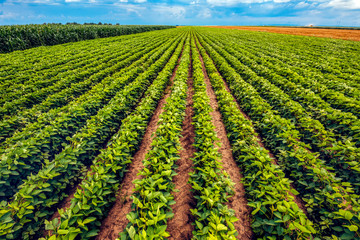Fototapeta na wymiar Perfect soybean field