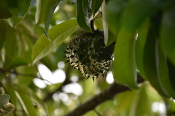 Graviola Annona Fruit and Flower Tree