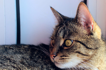 Portrait Of A Cat, Close Up. Pets, Animals Day, Animals Concept. Tabby Cat.
