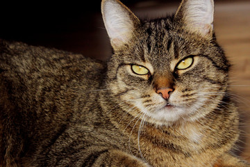 Portrait Of A Cat, Close Up. Pets, Animals Day, Animals Concept. Tabby Cat.