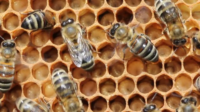 Growing bees of their new generation. The bees are fed by the larvae of future insects and by the movements of their wings they are blown with air.