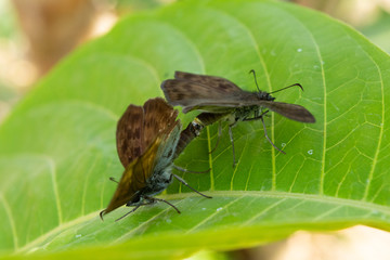 insecto