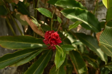 Obraz na płótnie Canvas Red Flower in the Garden