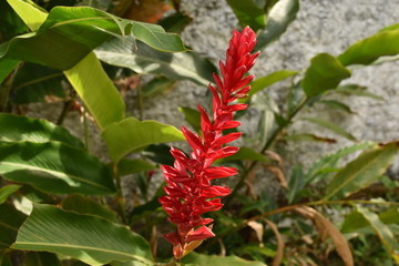 Red Flower in the Garden