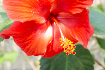 hibisco