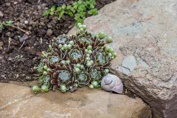 Garten Dekoration mit Hauswurzen