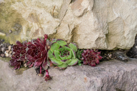 Garten Dekoration mit Hauswurzen