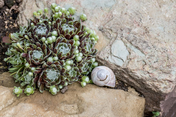 Garten Dekoration mit Hauswurzen