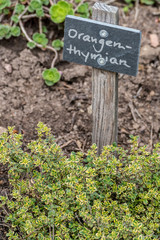 Thymian Sorten im Kräutergarten