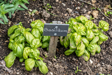 Kräutergarten