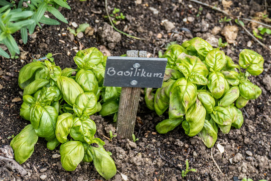 Kr&auml;utergarten