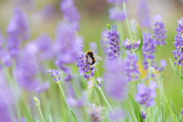 Hummel auf Lavendel, Blüten im Garten, Insekt, Biene