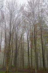 Fog in the forest